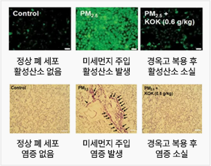 활성산소가 없는 정상 폐 세포와 미세먼지 주입시 활성산소가 발생, 경옥고 복용 후 활성산소 소실 비교 / 염증 없는 정상 폐 세포와 미세먼지 주입시 염증이 발생, 경옥고 복용 후 염증 소실 비교