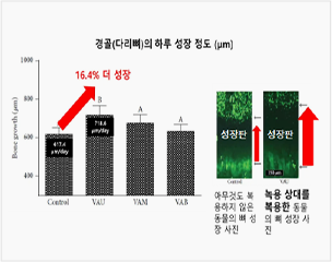 경골(다리뼈)의 하루 성장 정도 그래프 및 녹용 상대를 복용시 동물의 뼈 성장 수치 비교
